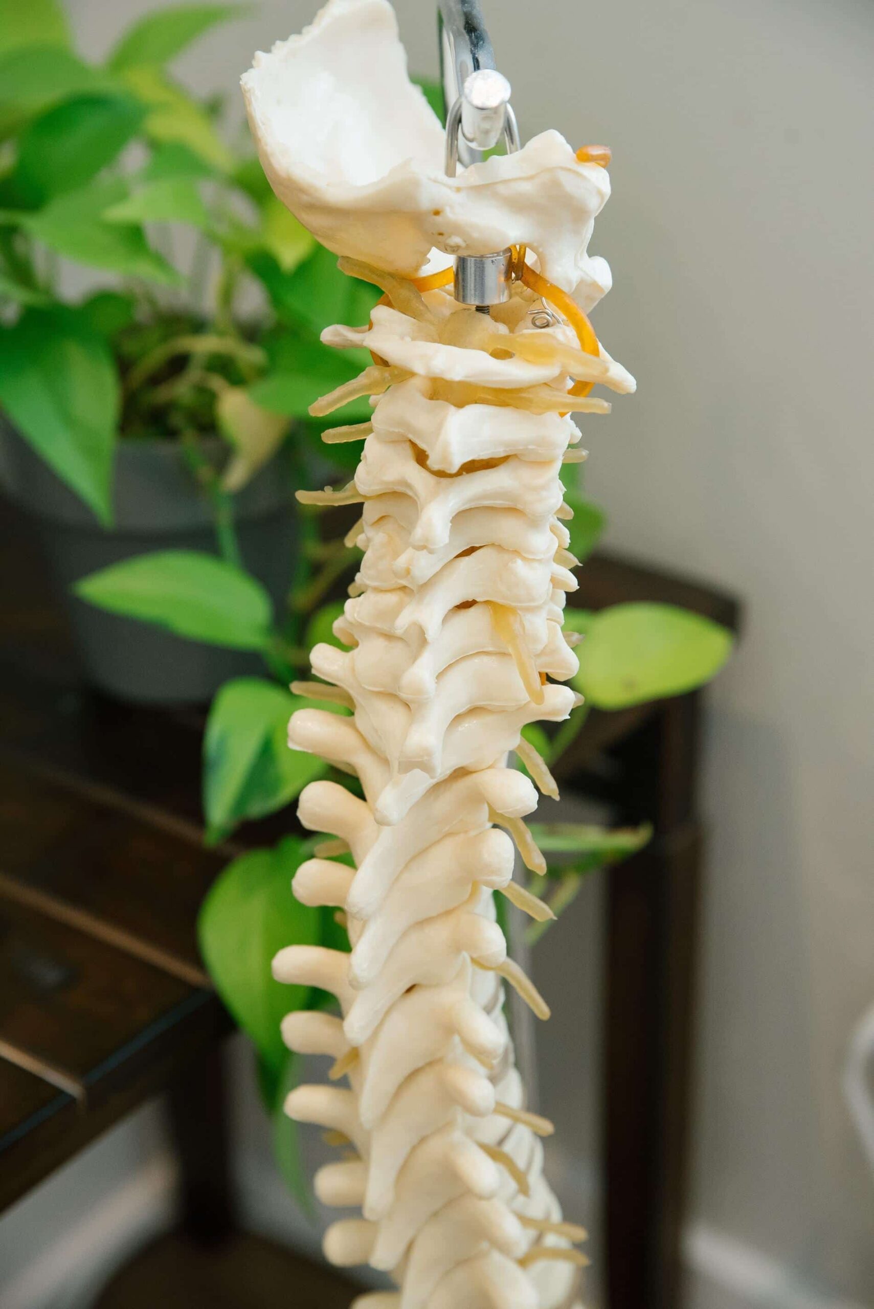spine model chiropractic teaching tool what is chiropractic – spine model chiropractic teaching tool